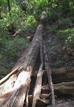 Muir Woods - Tree Down